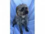 Adopt Carley (Adopted ) a Terrier