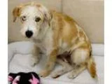 Adopt Lola Ter a White - with Tan Yellow or Fawn Terrier (Unknow