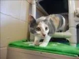 Adopt Gina a Domestic Shorthair  Mixed cat in Kelowna BC (152566