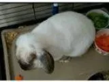 Adopt Thumper a Cream Lop-Eared Mixed (medium coat) rabbit in M