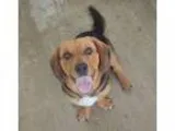 Adopt Remy a Beagle Basset Hound