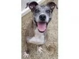 Adopt Chevy a Catahoula Leopard Dog