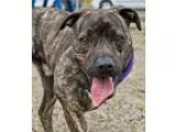 Adopt Tres a Brindle Pit Bull Terrier  Mixed dog in Norfolk VA (