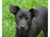Adopt Jalena a Labrador Retriever German Shepherd Dog