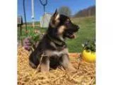 Appealing MF German Shepherd pups500.