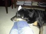 Adopt Jake a Labrador Retriever