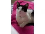 Adopt RIO..ADORABLEADOPTA BLE a Tuxedo