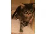 Adopt Manny - Pending Medical a Gray or Blue (Mostly) Domestic M