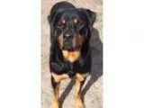 Adopt Rock a Black - with Tan Yellow or Fawn Rottweiler  Mixed d