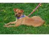 Adopt Coffee Puppy a TanYellowFawn - with White Terrier (Unknown