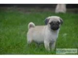 Gentle pug puppies on sale