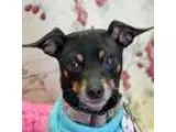 Adopt Chewy a Miniature Pinscher