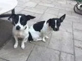 Adopt Lacey a White - with Black Rat Terrier  Terrier (Unknown T