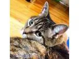 Adopt Pending Lazer a Tortoiseshell Domestic Shorthair (short co