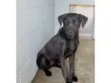 Adopt Troy a Black Labrador Retriever  Mixed dog in Summerville 