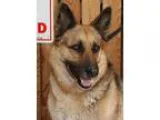 Adopt Belle a Black - with Tan Yellow or Fawn German Shepherd Do