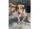 Adopt Jake a Tricolor (TanBrown and Black and White) Hound (Unkn
