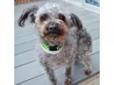 Adopt Piper a Poodle