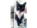 Adopt Kat (Angel) a Black and White or Tuxedo Domestic Shorthair
