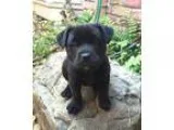 Adopt Midge a Black Labrador Retriever  Chow Chow  Mixed dog in 