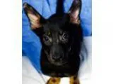 Adopt Shadow a German Shepherd Dog