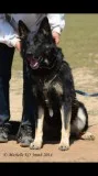 AKC German Shepherd pups- import lines OFA health guarenteed fam