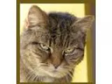 Adopt Pepper a BrownChocolate - with Black Catahoula Leopard Dog