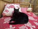 Adopt LBK a Black (Mostly) Domestic Shorthair  Mixed cat in Sava