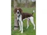 Adopt Barnaby a Pointer Hound