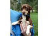 Adopt Wylie a BrownChocolate - with White Dachshund  Fox Terrier