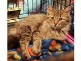 Adopt Raine a Brown Tabby Maine Coon  Mixed (medium coat) cat in