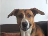 Adopt Humphrey a Tricolor (TanBrown and Black and White) Basset 