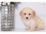 Jewel - Female Poochon Puppy