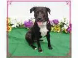 Adopt SANDY-volunteer fave a Labrador Retriever