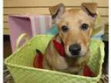 Adopt Musca-Adopted a Shepherd Rottweiler