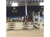 Champion Kid Safe Welsh Pony