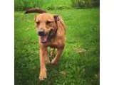 Adopt Irie a Boxer