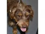 Adopt Wyatt a Terrier