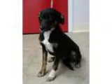 Adopt Cepheus a Black - with White German Shepherd Dog  Mixed do