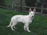 Adopt KALI (KALLISTA) a White - with Tan Yellow or Fawn Shepherd