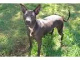 Mabel - Female Boston TerrierAmerican Staffordshire Terrier Mix
