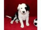 Adopt OAKILANI a Black - with White Border Collie  Mixed dog in 