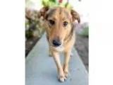 Adopt Biscotti a Black - with Tan Yellow or Fawn German Shepherd