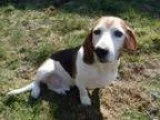 Adopt Clyde a Basset Hound