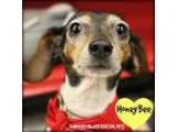 Adopt Honey Bee a Dachshund Toy Fox Terrier