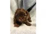 Adopt Rose a Lhasa Apso