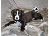 Adopt NEVAEH a BrownChocolate - with White Border Collie  Mixed 