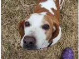 Adopt Poppy a Basset Hound  Dachshund  Mixed dog in Neosho MO (1