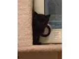Adopt Jonesy - Pending Medical a All Black Domestic Shorthair  M