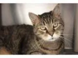 Adopt Baby Girl a Domestic Short Hair